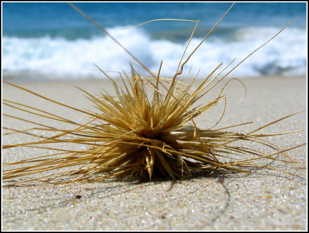 Beachlife