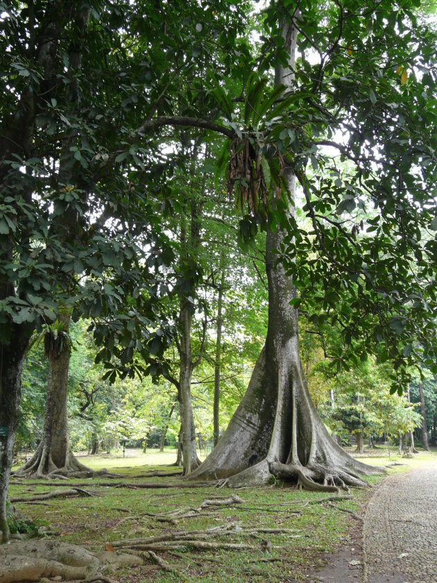 Bogor