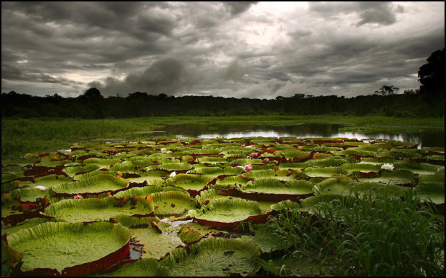 Victoria Regia