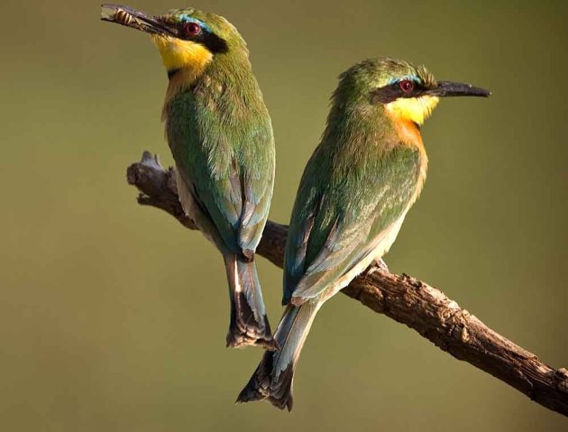 Little bee-eaters