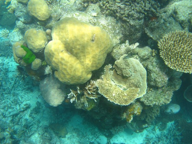 Koraal @ Great Barrier Reef