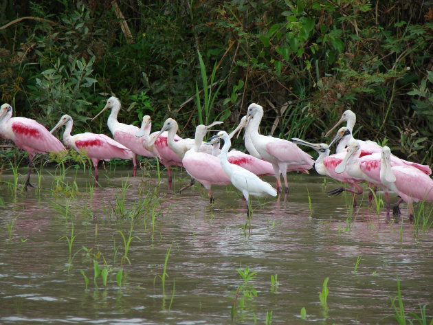 Roze lepelaars