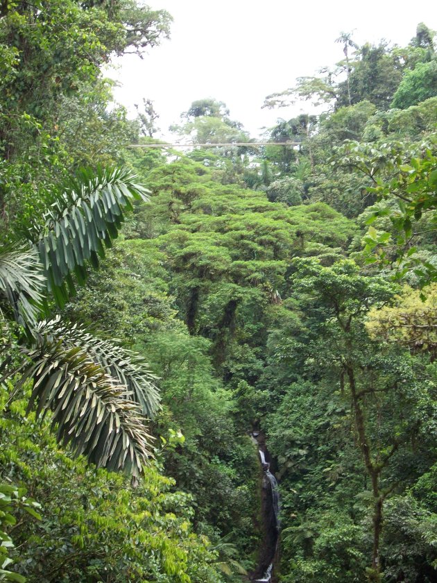 Arenal Cloudforest