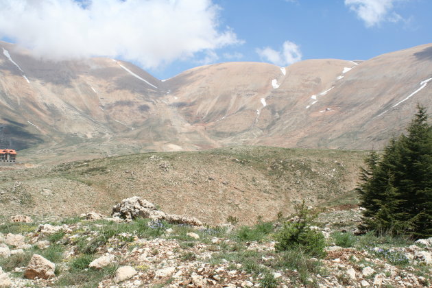 De ceders van Libanon