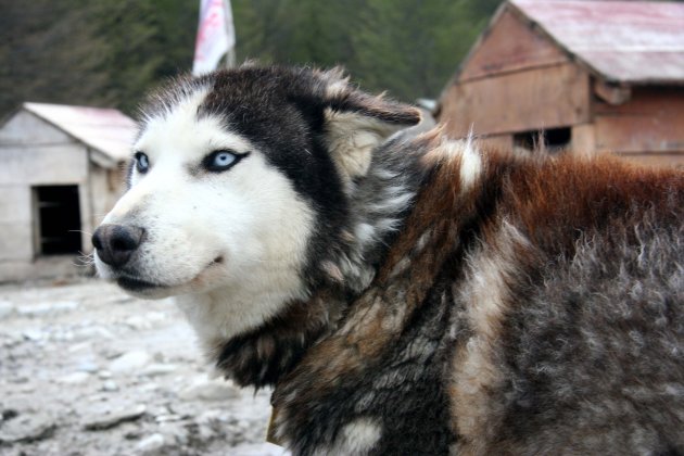 husky