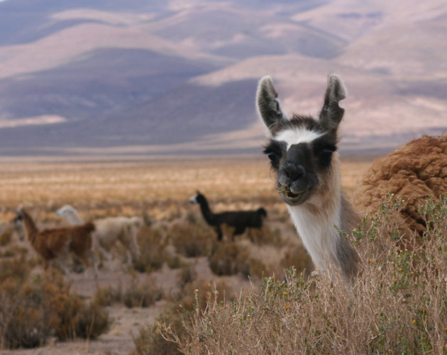 Guanaco