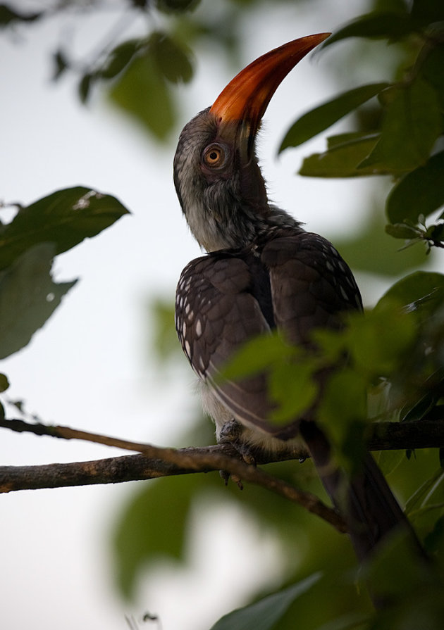 red-billed hornbill