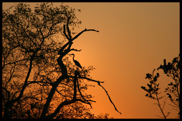 Relaxende Reiger