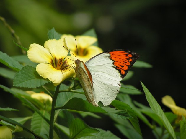 Vlindertuin