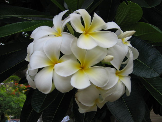 Frangipani