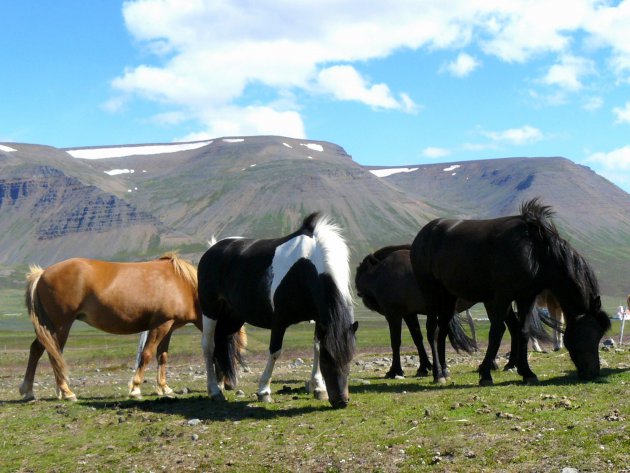 ijslandse paarden