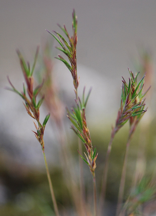 Zo groen als gras