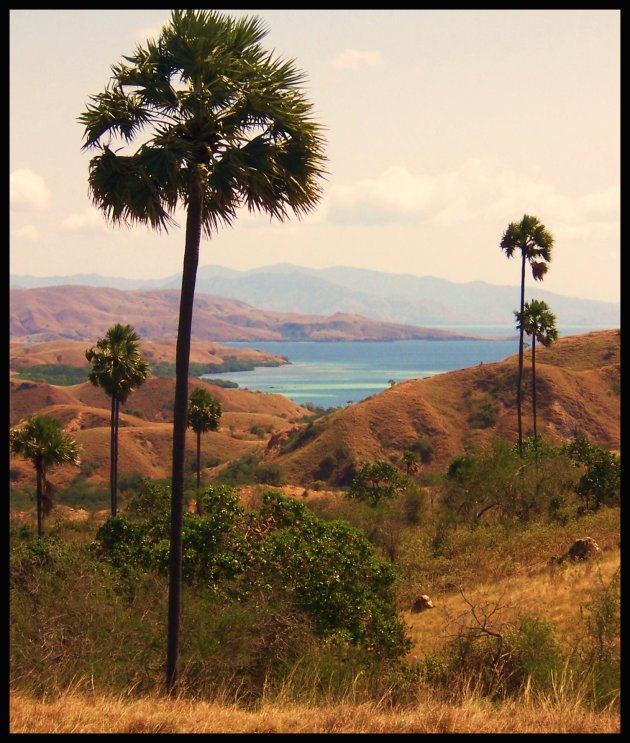 Ongerept Indonesië