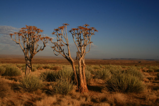 kokertree