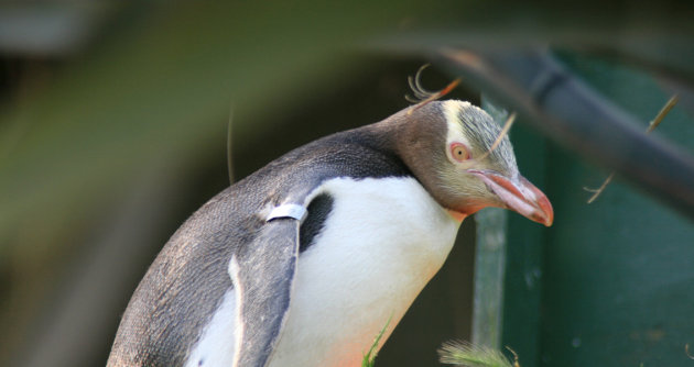 Yellow eyed pinguin