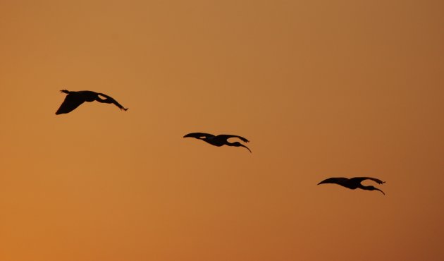 Ibis by sunset