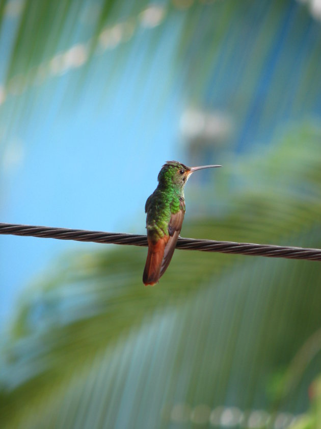 Kolibri op Bocas del Toro