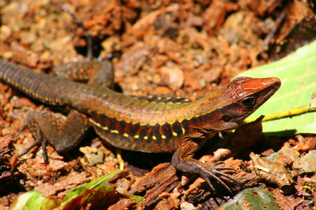 Hagedis in Manuel Antonio