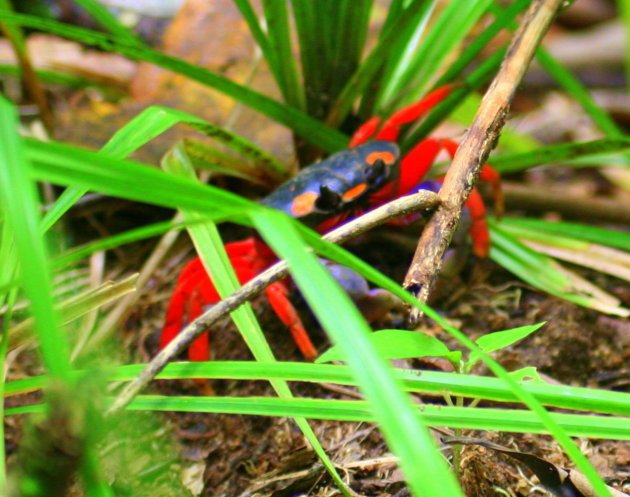 Kleurrijke krab