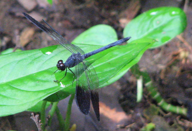 Libelle in Hacienda Baru