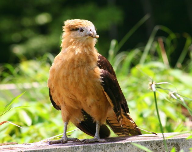 Roofvogel in Panama