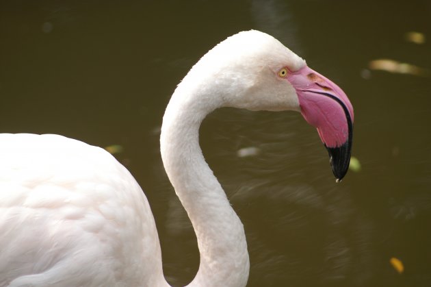 Greater Flamingo