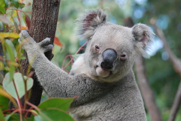 koala