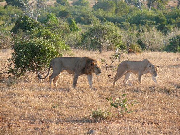 Manenloze leeuwen van Tsavo