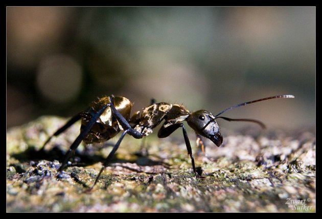 Bullet Ant