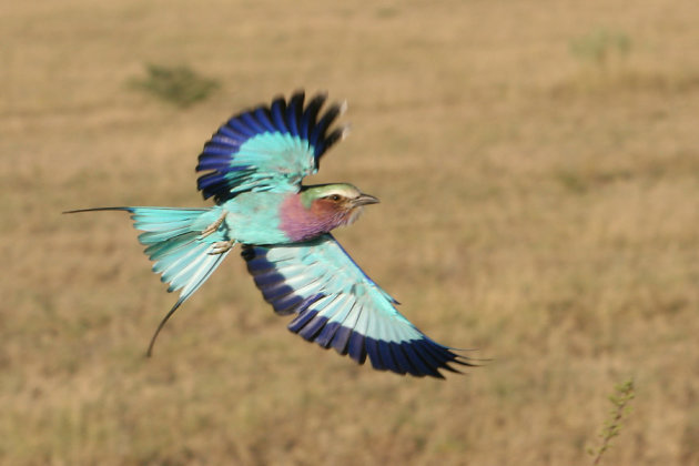 Lilac-breasted Roller