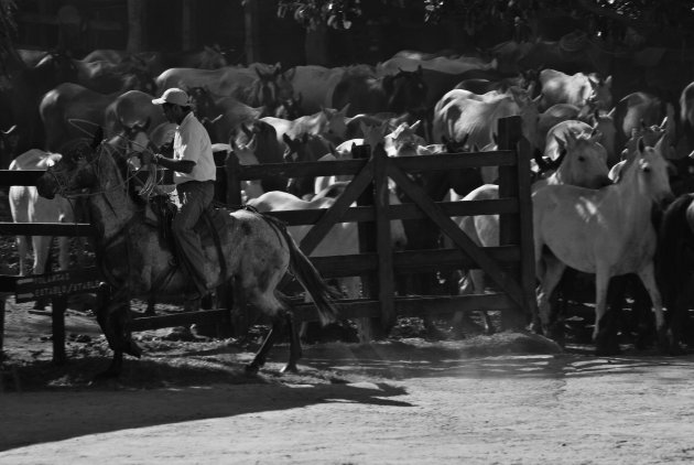 cowboy on a range