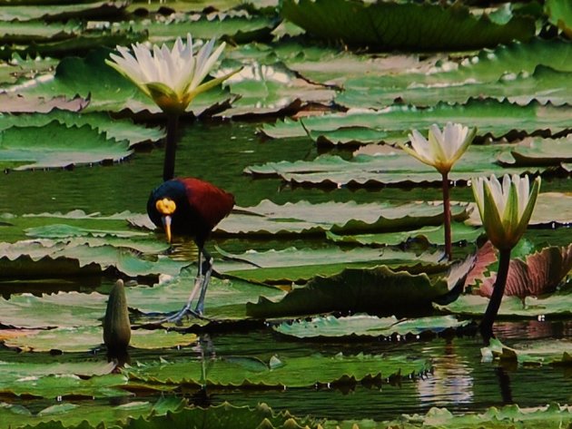 bird in his garden