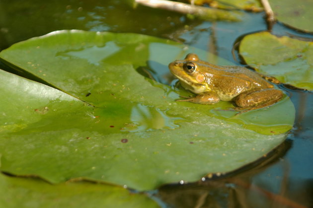 Groentje