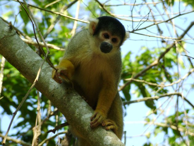 Squirrel monkey 2