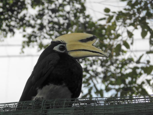 Hornbill gespot