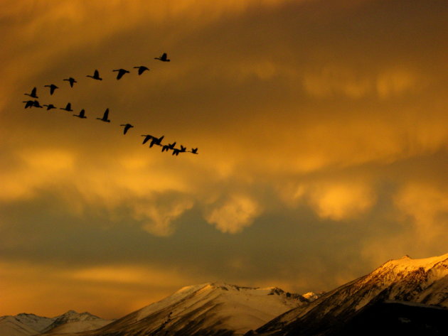 ganzen over lake tekapo