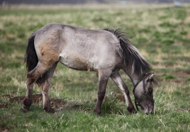 Ijslands paard