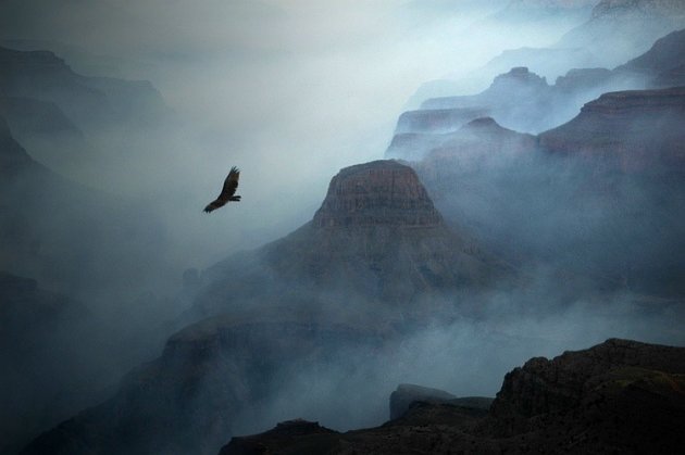 Grand Canyon met overvliegende kalkoengier.