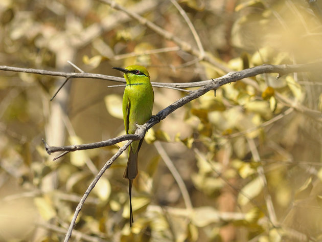 Kleine groene bijeneter