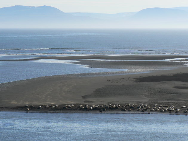 Zeehonden bij Vatnsnes