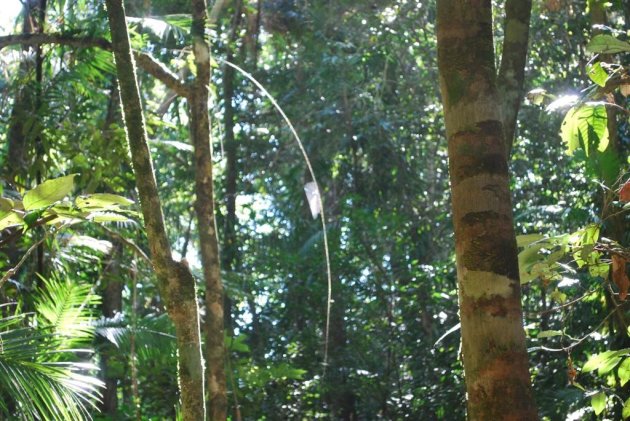 Spinneweb In daintree forest