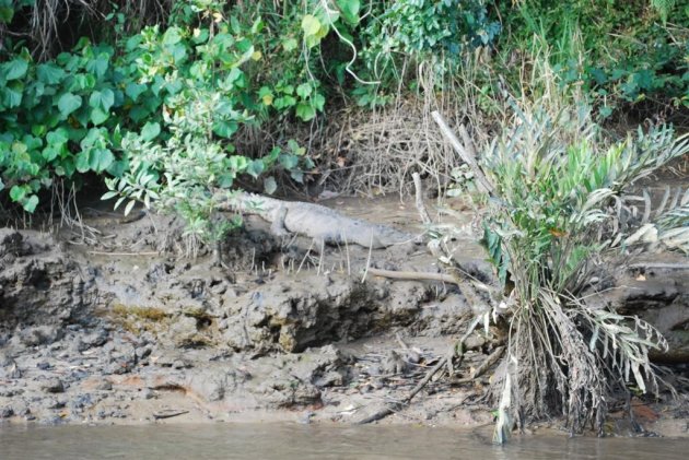 Croc op daintree river