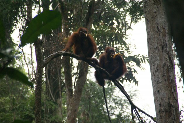 Borneo