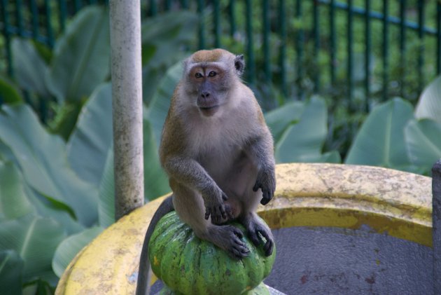 Batu Cave bewoner