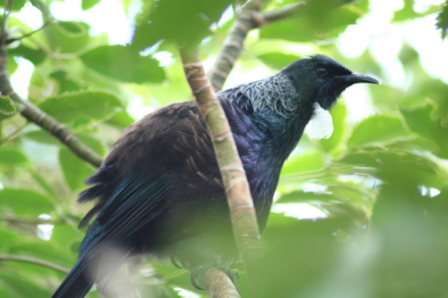 Tui