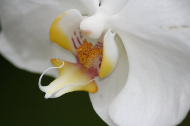 Orchide