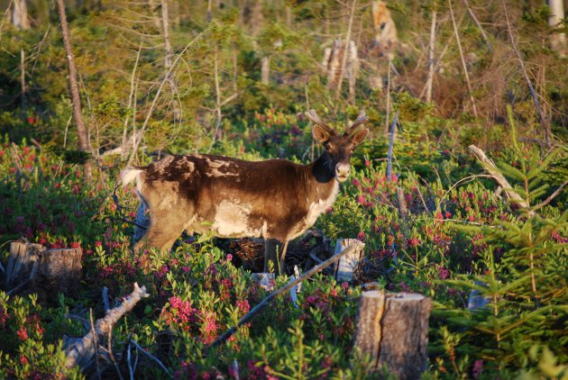 Caribou