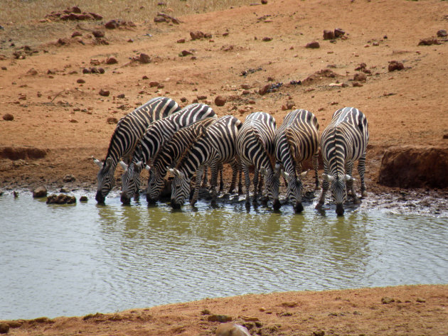 Zeven Zebra's 