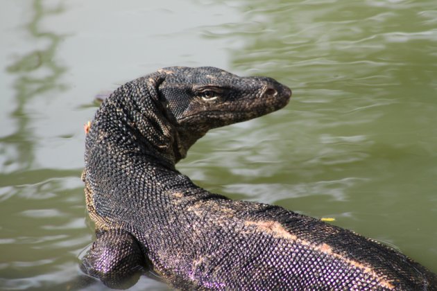 hagediss in bangkok