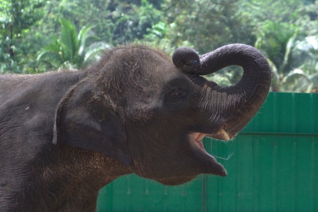 olifant in elephant centre Kuala Ghandah